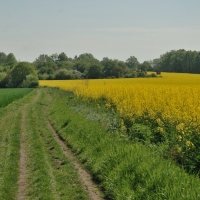Cesta na hradiště Řivnáč